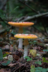 Red poisonous fly agaric in the forest. Close-up. Fly agaric red.