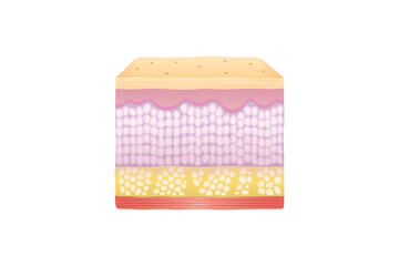 Normal Human Skin Layers Cube with Muscle,