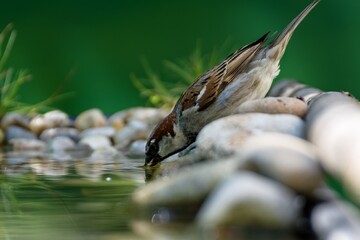 House Sparrow, male drinks water from a bird watering hole. Moravia. Europe.