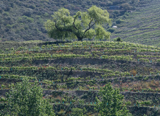 Weinbau im Douro-Tal
