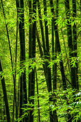 national forest, fresh, green, bamboo forest, bamboo
