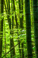 national forest, fresh, green, bamboo forest, bamboo