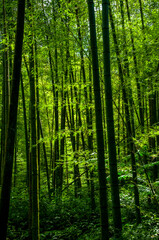 Obraz na płótnie Canvas national forest, fresh, green, bamboo forest, bamboo