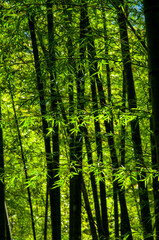national forest, fresh, green, bamboo forest, bamboo