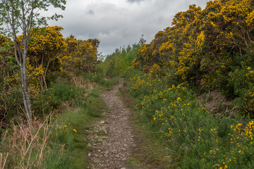 Fototapeta na wymiar Wanderung zum Ullapool Hill durch gelbe Ginster 