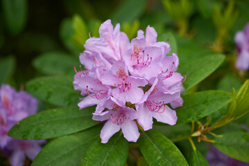 catawbiense grandiflorum, rhododéndron catawbiense, purple rhododéndron in blowing state on dark background