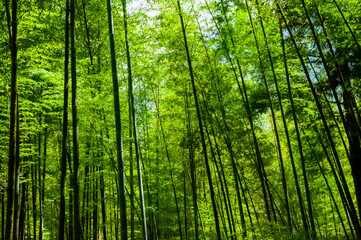 Obraz na płótnie Canvas national forest, fresh, green, bamboo forest, bamboo