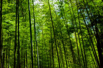 Fototapeta na wymiar national forest, fresh, green, bamboo forest, bamboo