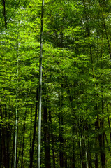 national forest, fresh, green, bamboo forest, bamboo
