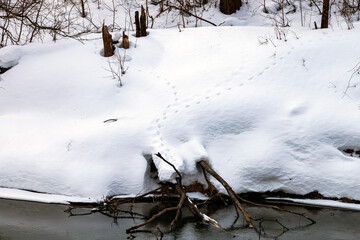 forest river with fast flow and small waves flows between snowy shores with trees and bushes late winter and early spring
