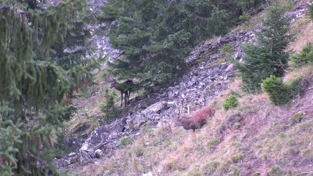 Roaring Deer, Deer rut in Swiss National Park, Swiss Alps. Hirschbrunft im Schweizer Nationalpark, Schweizer Alpen.