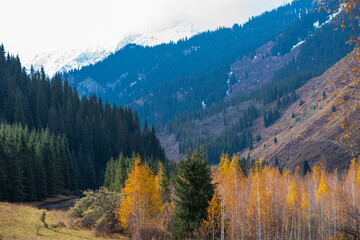 Autumn landscape beautiful colored trees in the mountains. Wonderful scenic background. Color in nature. Spruce trees grows high in the mountains, on the slopes of the mountains.