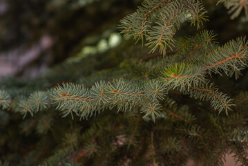 Naklejka na ściany i meble Spruce branch. Beautiful branch of spruce with needles. Christmas tree in nature. Evergreen. Spruce close up. Natural green coniferous background texture. Selective focus.