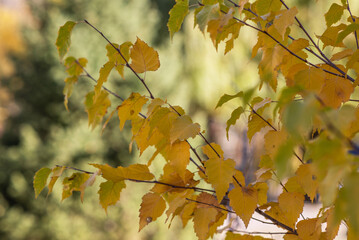 Autumn landscape beautiful colored trees. Yellow leaves during autumn season with warm sunlight from behind. Fall park on blurry background. Beautiful nature scene.