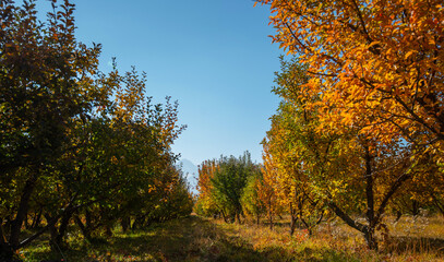 Autumn landscape, autumn nature background, vibrant colors, sunshine on autumnal trees, day outdoors, beautiful fall trees season concept with copy space. Orchard after harvest, autumn time.