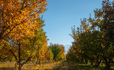 Naklejka premium Autumn landscape, autumn nature background, vibrant colors, sunshine on autumnal trees, day outdoors, beautiful fall trees season concept with copy space. Orchard after harvest, autumn time.