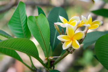 Beautiful Frangipani yellow and white petal color, Plumeria flower bouquet with green natural...