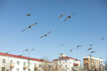 Pigeons fly across sky in city. Birds in flight.