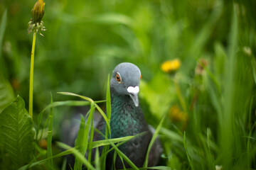 Pigeon in green grass. Purebred pigeon. City bird.