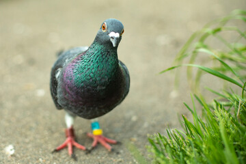 Beautiful pigeon looks into frame.