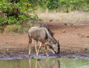 Blue wildebeest isolated at a waterhole in the bush