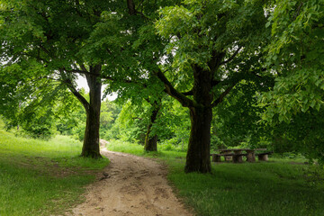 Fototapeta na wymiar Rural road and linden trees. Early summer.