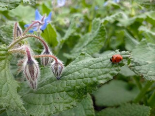 Macro of a ladybug (coccinella magnifica) on borage leaves eating aphids; biological pest control...