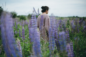 Lupine flowers on background of blurred woman in rustic dress gathering wildflowers in meadow....