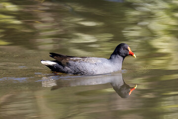 Ducky Moorhen on pond with reflections (Gallinula tenebrosa))