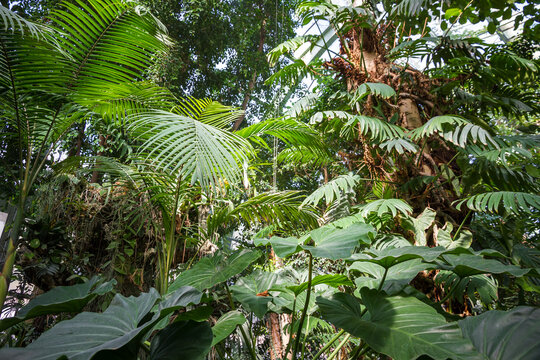 Tropical jungle forest background