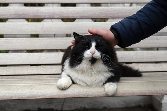 Black and white cat street. He is sitting on a bench, people are stroking him. Fluffy beautiful serious adult cat. Portrait of a street or domestic cat in close-up. Caring for animals kindness concept