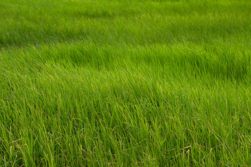 Rice field. Battambang.  Cambodia.  12.06.2017
