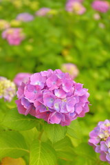 Fototapeta premium 紫陽花