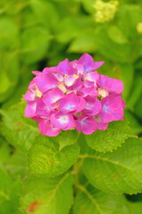 紫陽花