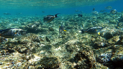 Colorful tropical fish on a coral reef, amazingly beautiful fairy world. In the coral gardens of the Red Sea.