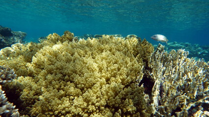Naklejka na ściany i meble Beautiful coral reefs of the Red Sea.