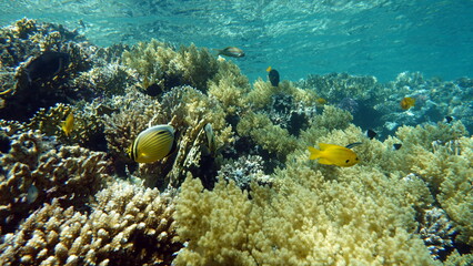 Beautiful coral reefs of the Red Sea.