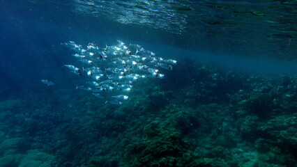 Colorful tropical fish on a coral reef, amazingly beautiful fairy world. In the coral gardens of the Red Sea.