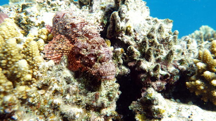 Fototapeta premium Tassled Scorpionfish. Fish - a type of bone fish Osteichthyes. Scorpaenidae. Flat-headed scorpenopsis.