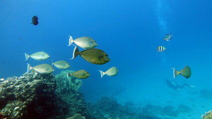 Beautiful fish on the Red Sea reef.
