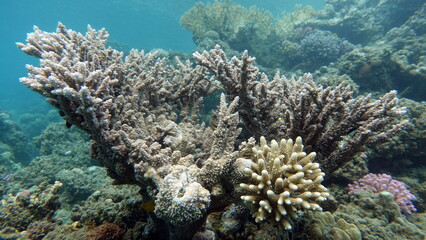 Naklejka na ściany i meble Beautiful coral reefs of the Red Sea.