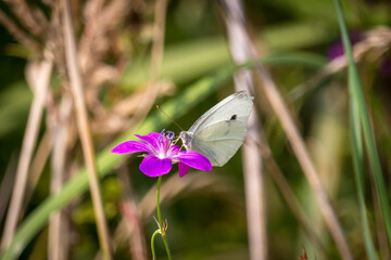 A white butterfly perched on a small purple flower. The life of insects in the meadow.