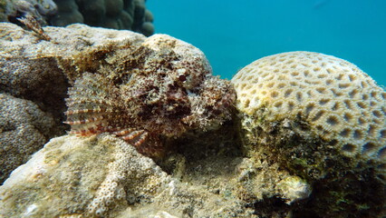 Tassled Scorpionfish. Fish - a type of bone fish Osteichthyes. Scorpaenidae. Flat-headed scorpenopsis.