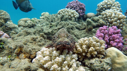 Scorpionfish, Fish - type bone fish Osteichthyes, Scorpaenidae, Flathead scorpenopsis.


