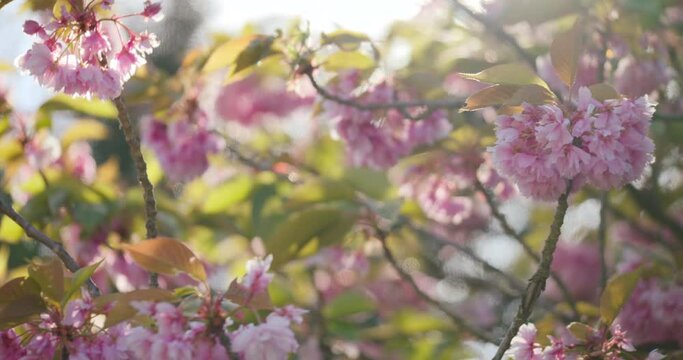 Sunlight Behind Blooming Sakura Flowers On Springtime. Selective Focus Shot