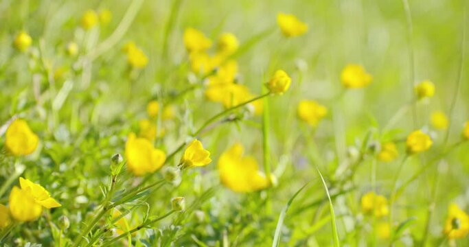 Meadow of yellow blooming flowers on warm sunny day, close up iew