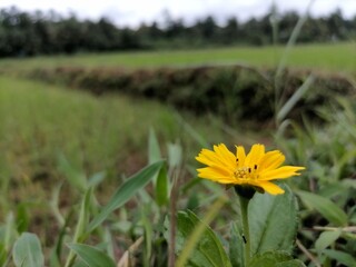 A flower in the paddy field