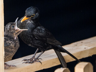 Amsel beim Füttern