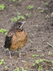 Amsel Jungtier