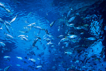 Large fish and aquatic life in an aquarium